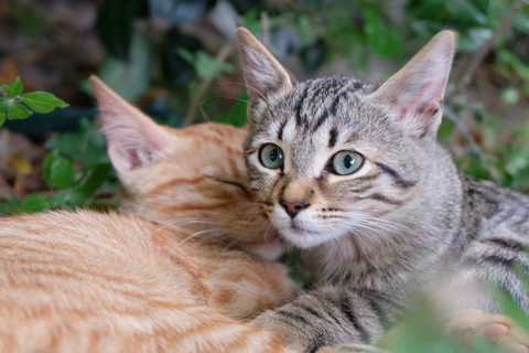 Cats Cats