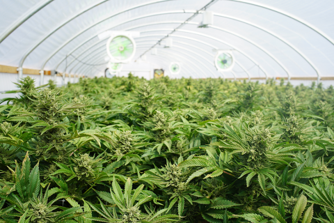 cannabis cannabis