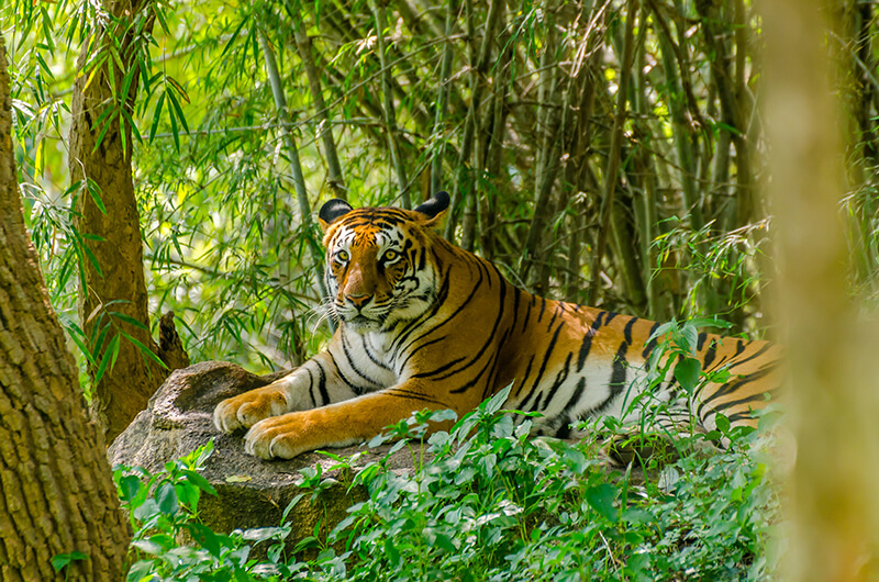 tiger India - Raghu_Ramaswamy/iStock/Getty Images Plus/Getty Images tiger India