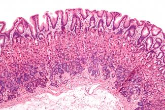 cells magnified