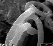 Figure 4. Scanning electron micrograph of enzyme-coated carbon nanotubes