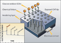 Figure 6.  To create a blood glucose sensor, carbon nanotubes were treated with glucose oxidase and anchored to an epoxy-covered material that acted as an electrode contact