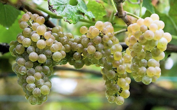 Fig. 1: Albari&ntilde;o is a variety of white wine grape grown in Galicia, in northwest Spain