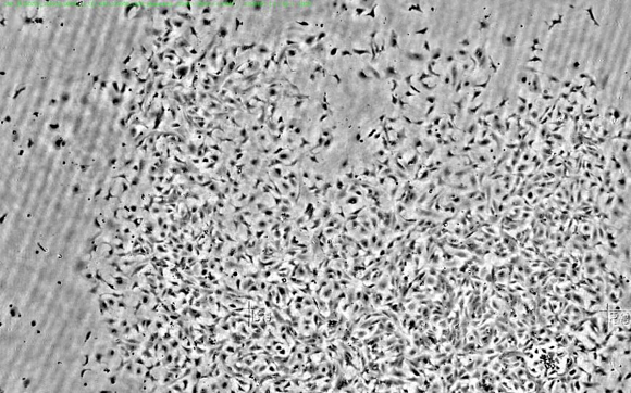 Fig. 3: Horizontal view of a cardiac cell culture, approximately 2 mm.