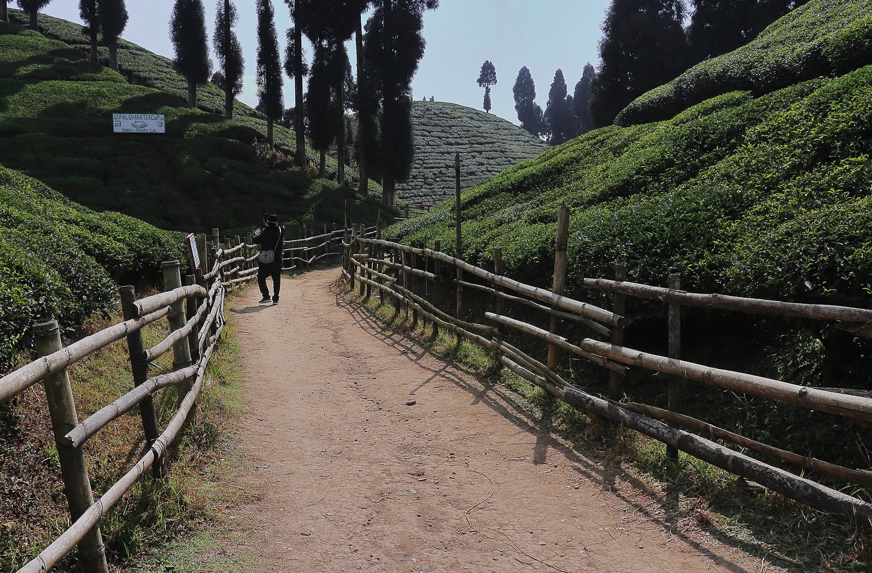 Darjeeling Teas Future - Issues and Developments