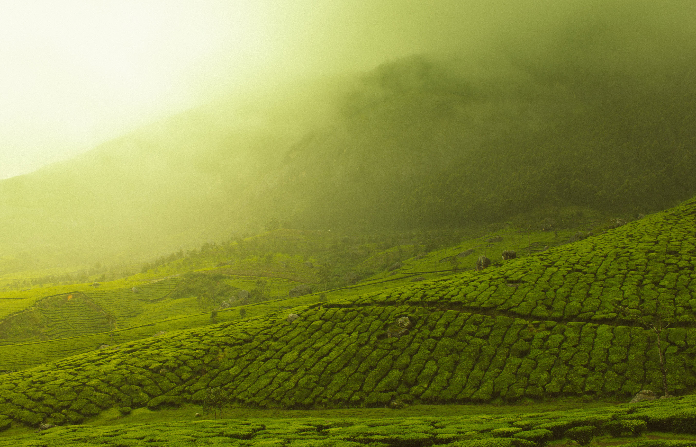 Agri Technology Agriculture and the Global Tea Industry