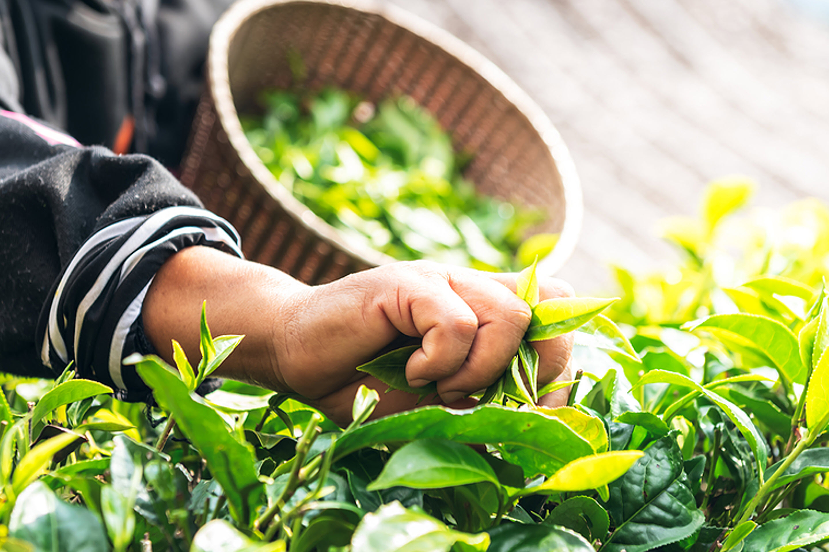 Hurdles and Challenges of Tea Importing - How To - Best Practices