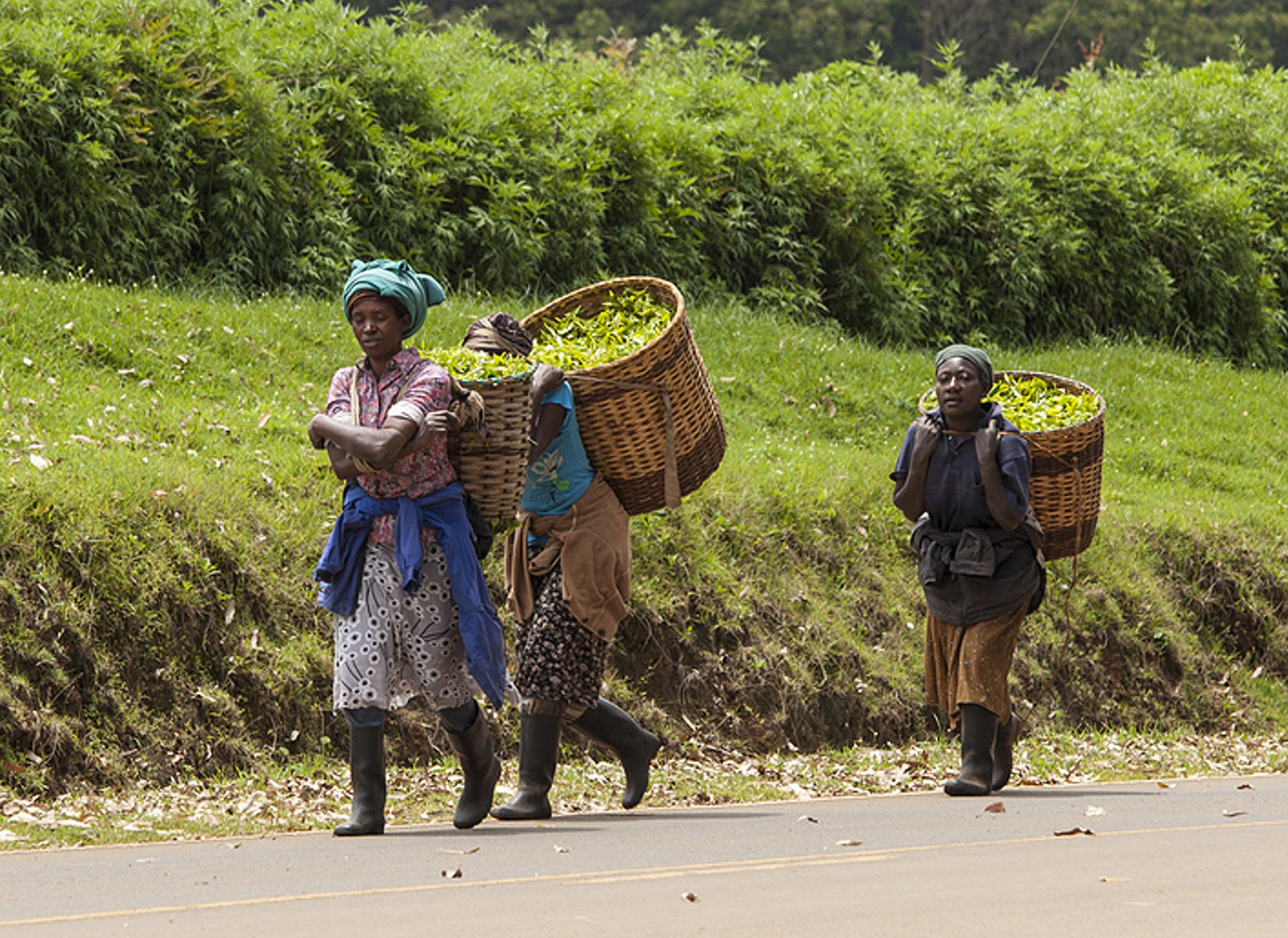 Kenya Kenyan Tea Farmers Wage