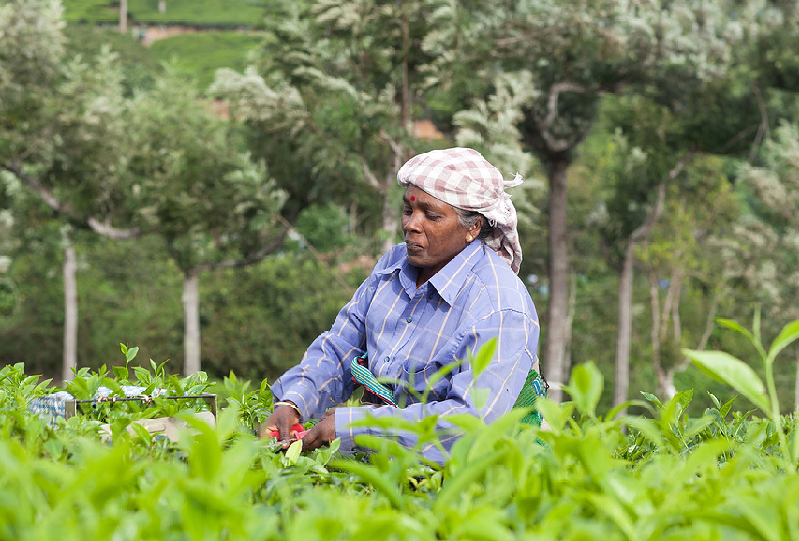 Tea Growers Price Model - India Tea Farming Challenges