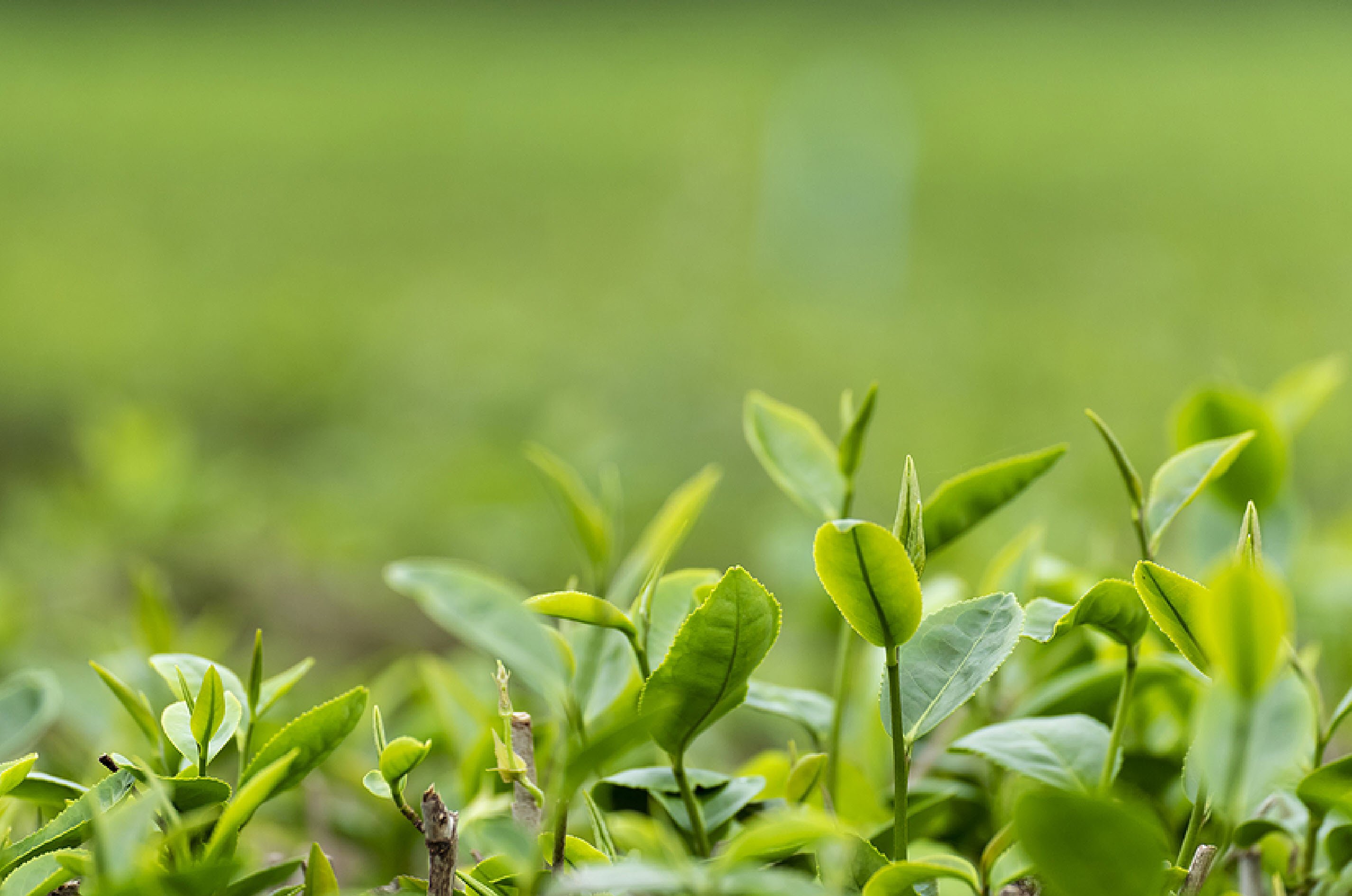 Tea and Coffee Industry Lessons Best Practices Sustainability Research Report
