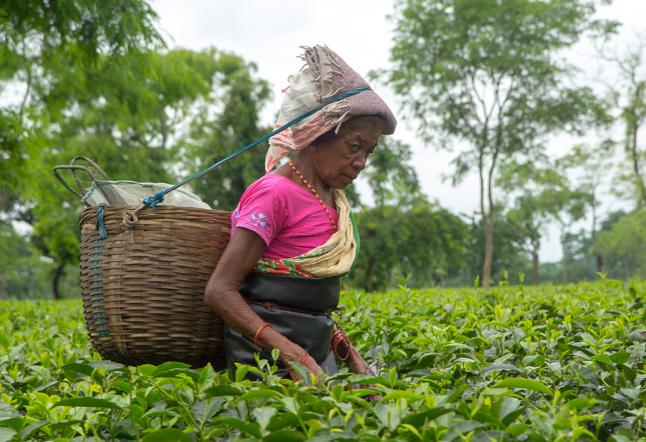 Tea Planting Plantations India Rules