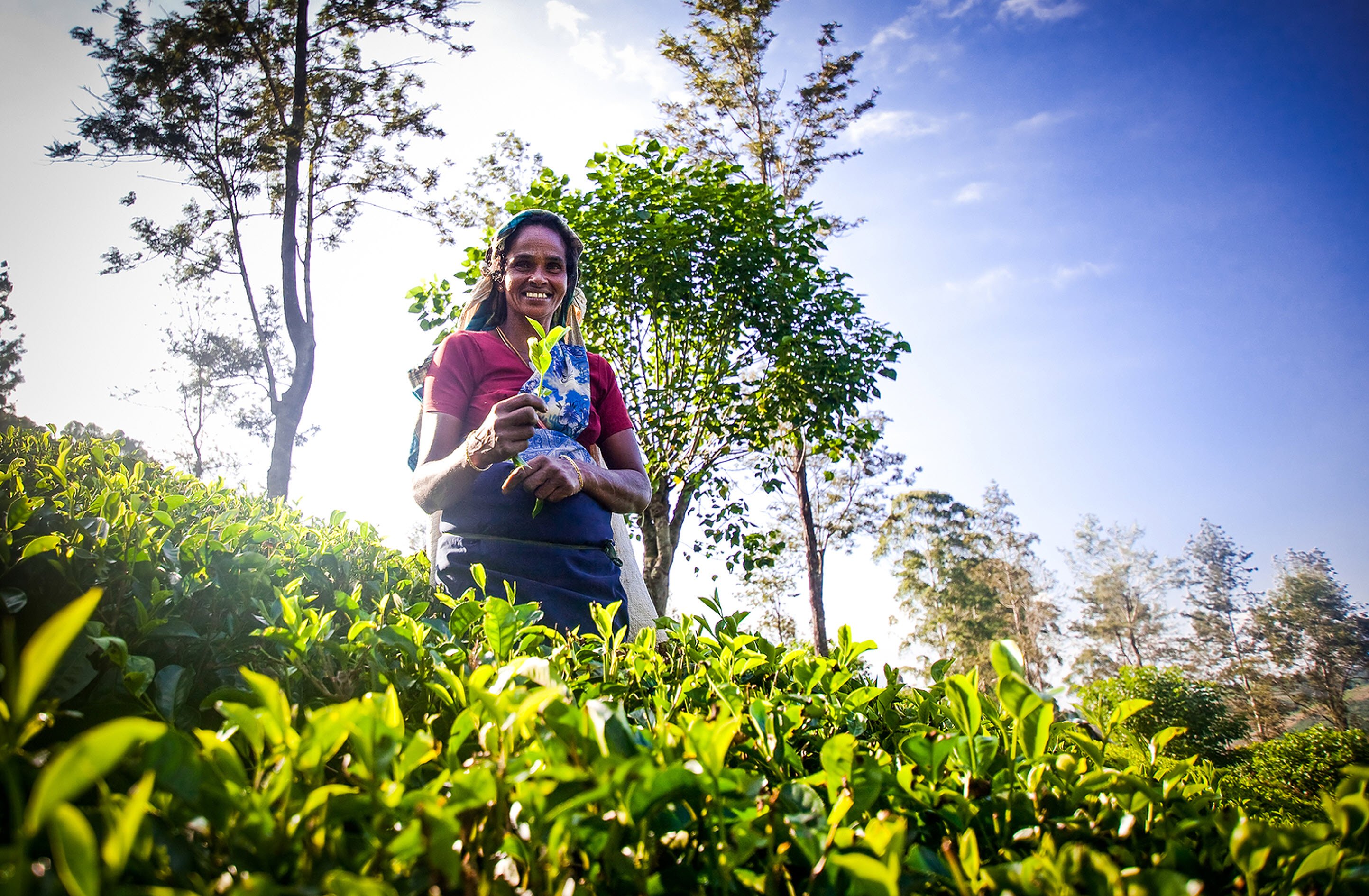 Sri Lanka Tea Industry Report 2022