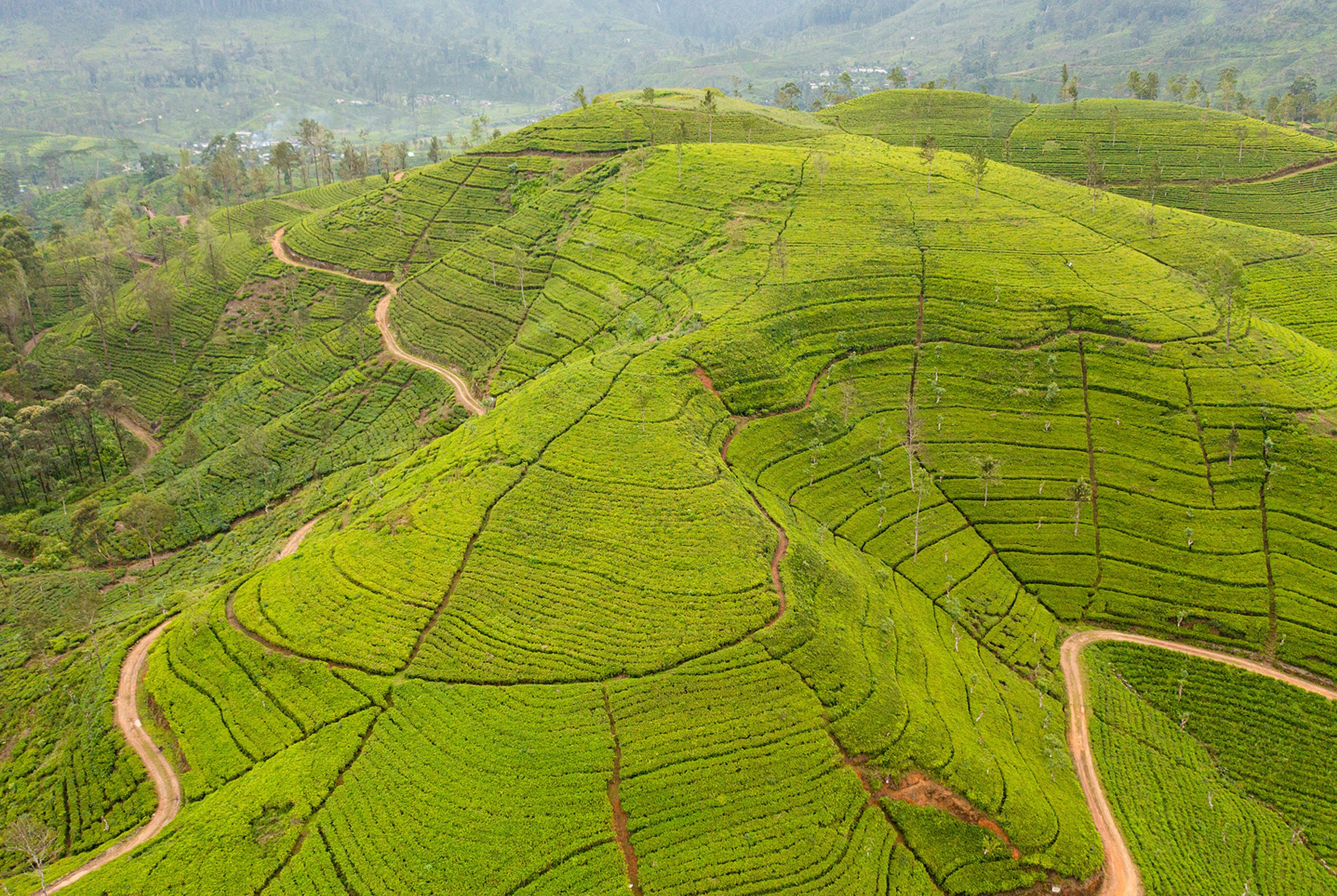Sri Lanka and India Tea and Coffee Initiatives