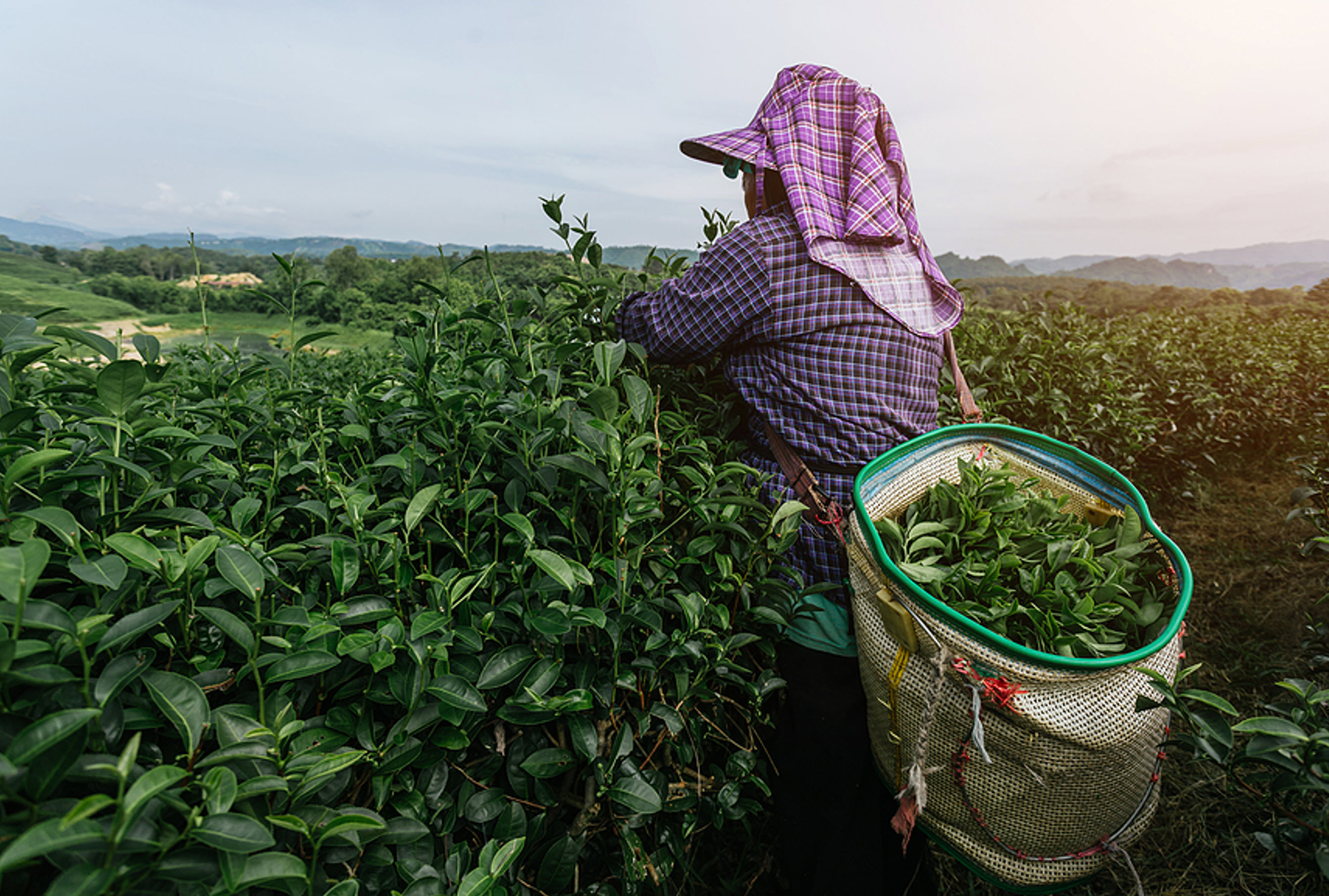 Future of the Global Tea Industry - Supply Chain Issues
