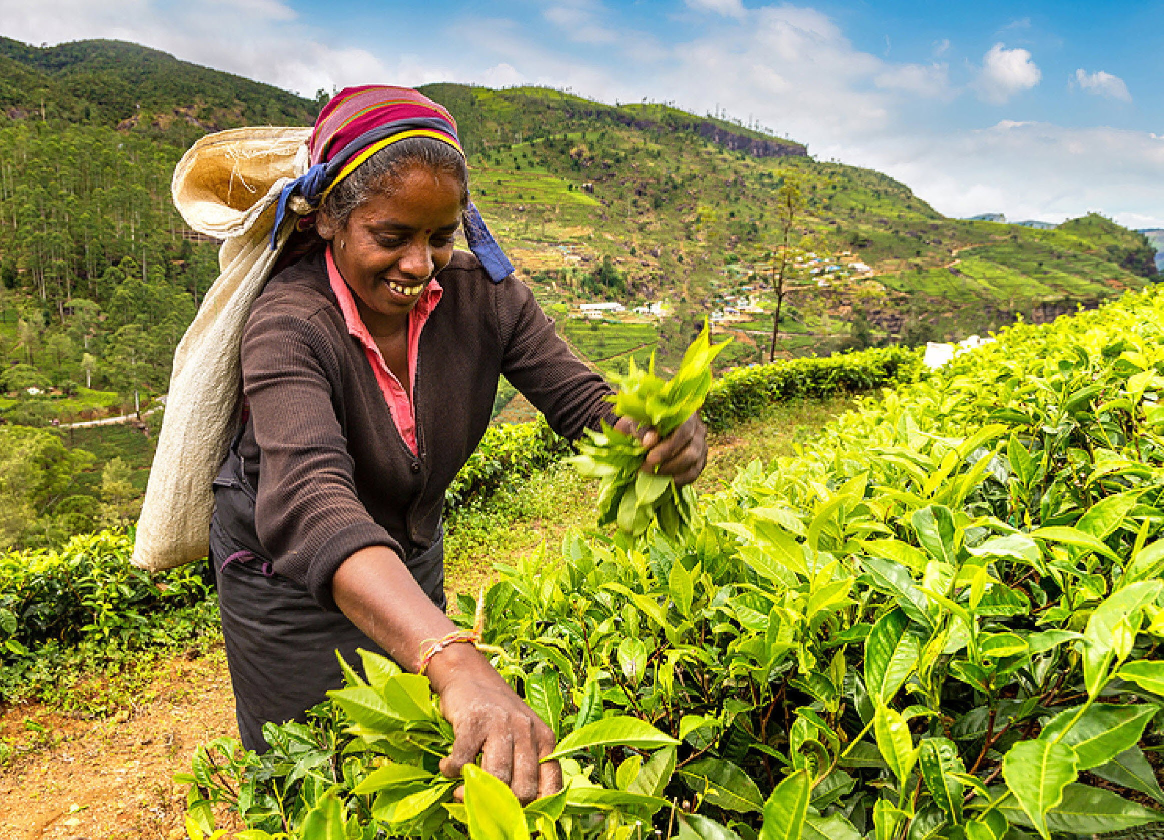 Most Important Tea Industry Trends Issues Report Workers Agriculture