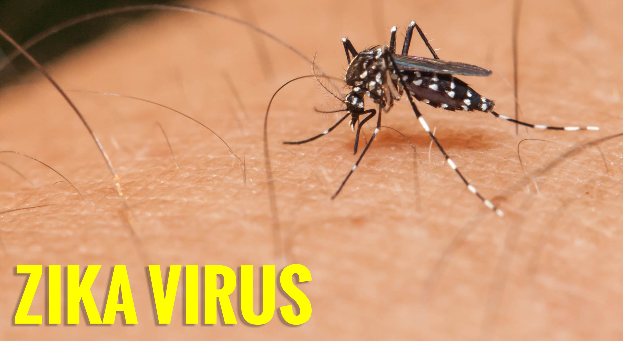 Zika Virus Mosquitoe