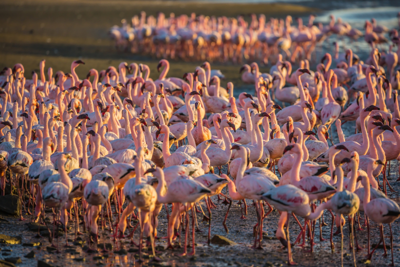 Namibia Walvis Bay Flamingos 