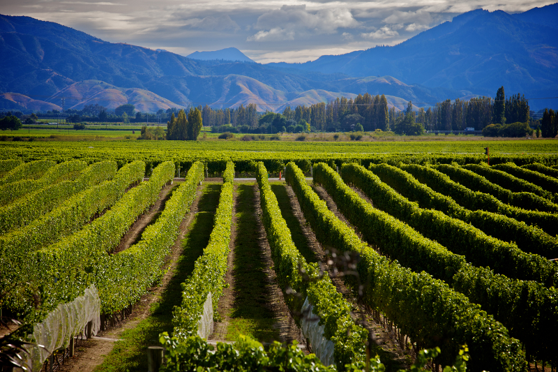 View out over a vineyard in New Zealand