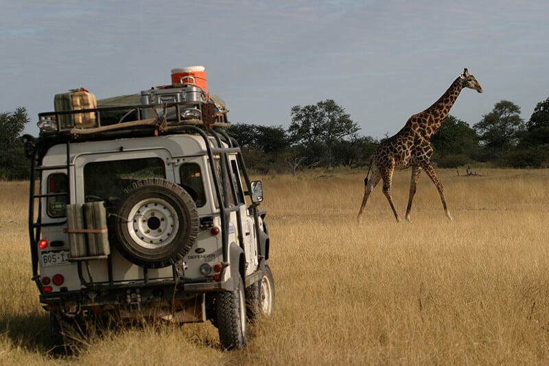 A safari jeep next to a giraffe