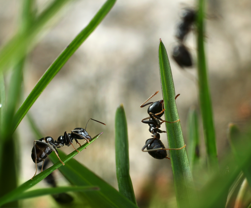 Abnormal shifts in temperature throughout late 2016 and early 2017 could be changing the pest control game