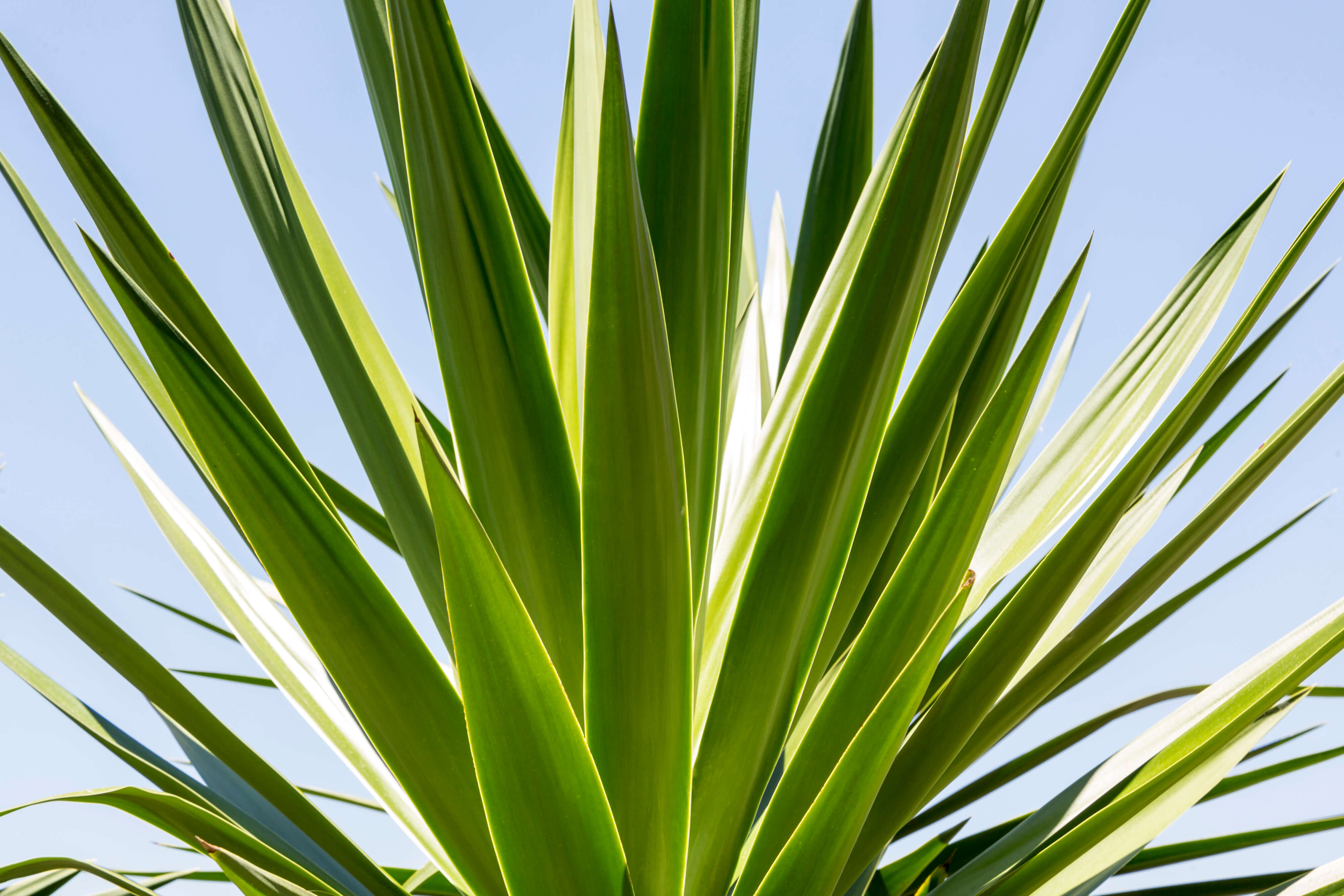 Close up of agave with blue sky