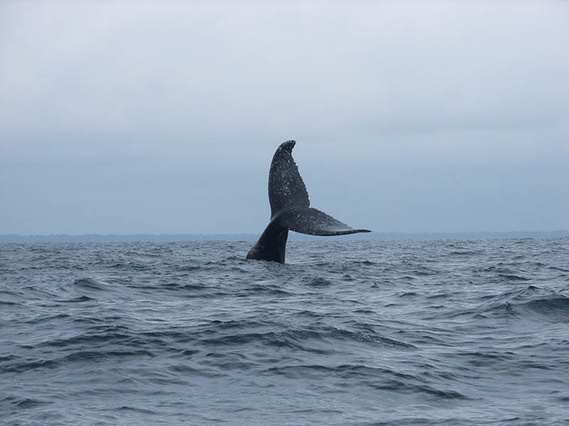 Humpback whale tail in the waters of Gabon