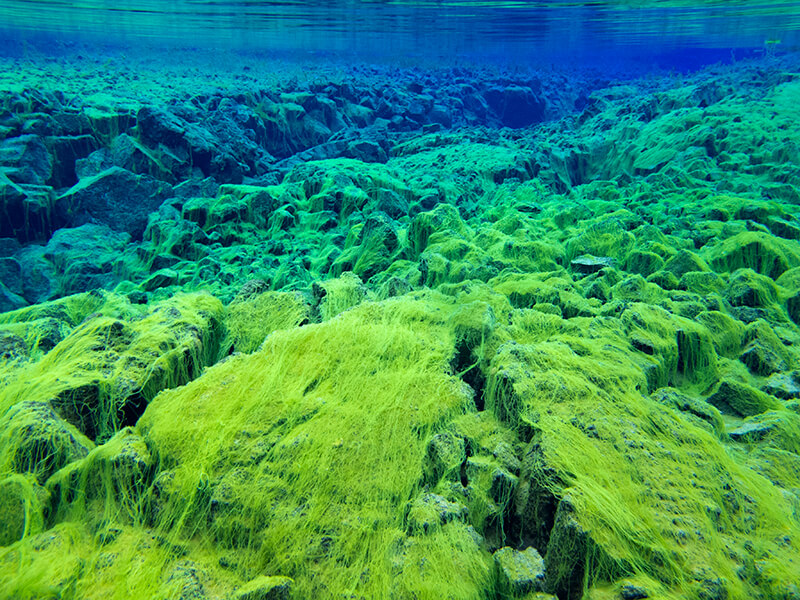 Underwater view of the continental split at Silfra in Iceland