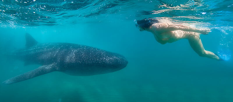 Whale shark and woman swimming 