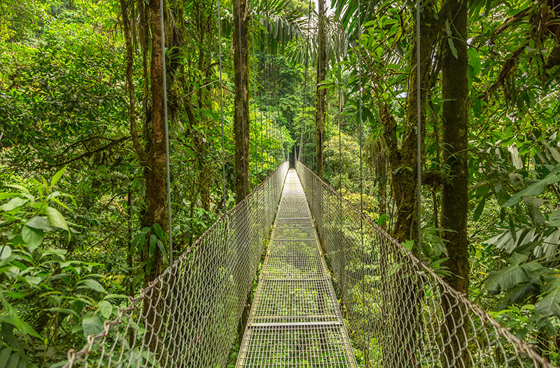 A hanging bridge in the rainforest of Monteverde Costa Rica