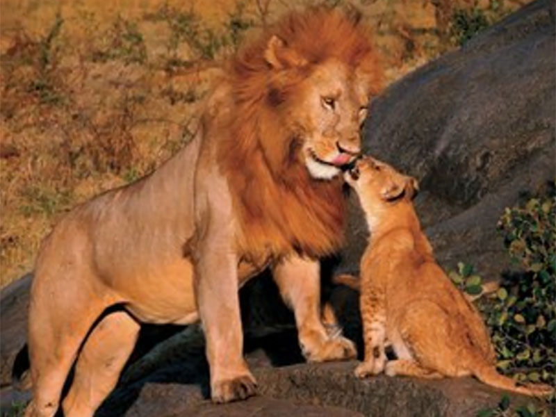 Lion nuzzling lion cub in Africa