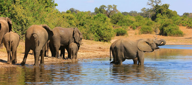 Elephants in a river in Africa
