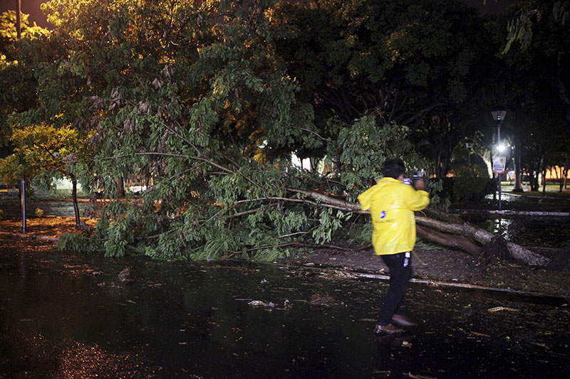 A cameraman films a fallen tree following the arrival of Hurricane Franklin in the port city of Veracruz Mexico