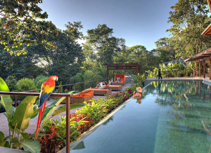 Pool view of Nayara Resorts with a colorful macaw perched in the foreground