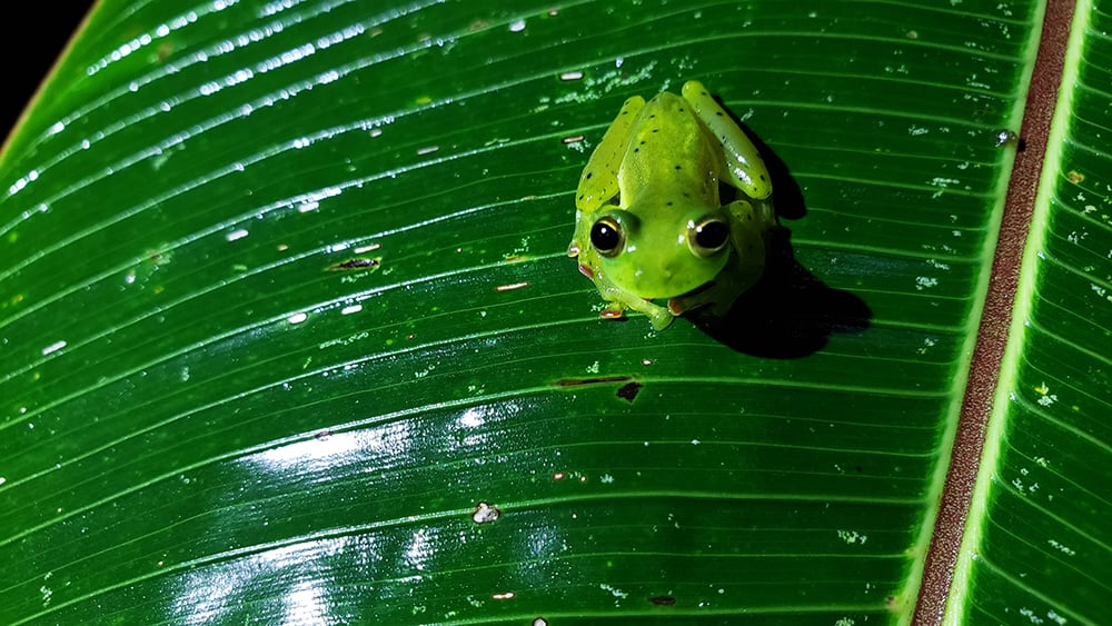 Mashpi Glass Frog