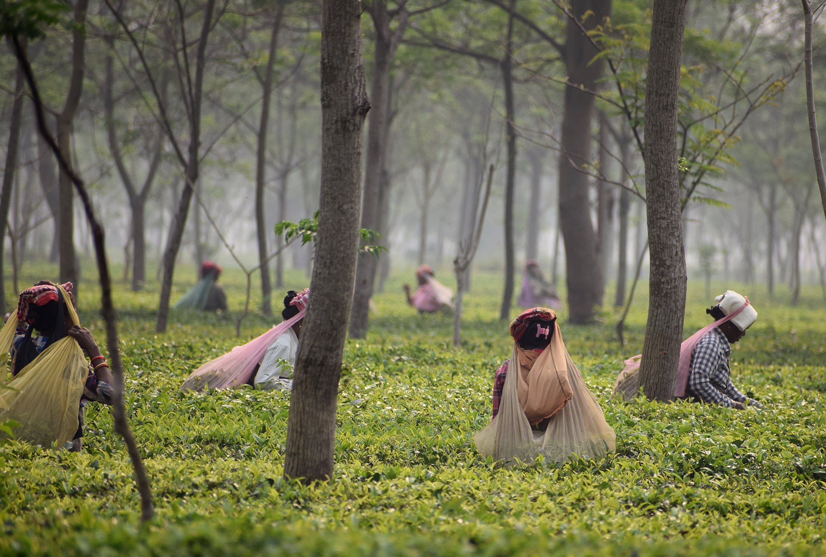 Assam - India Tea Workers Wage Hike