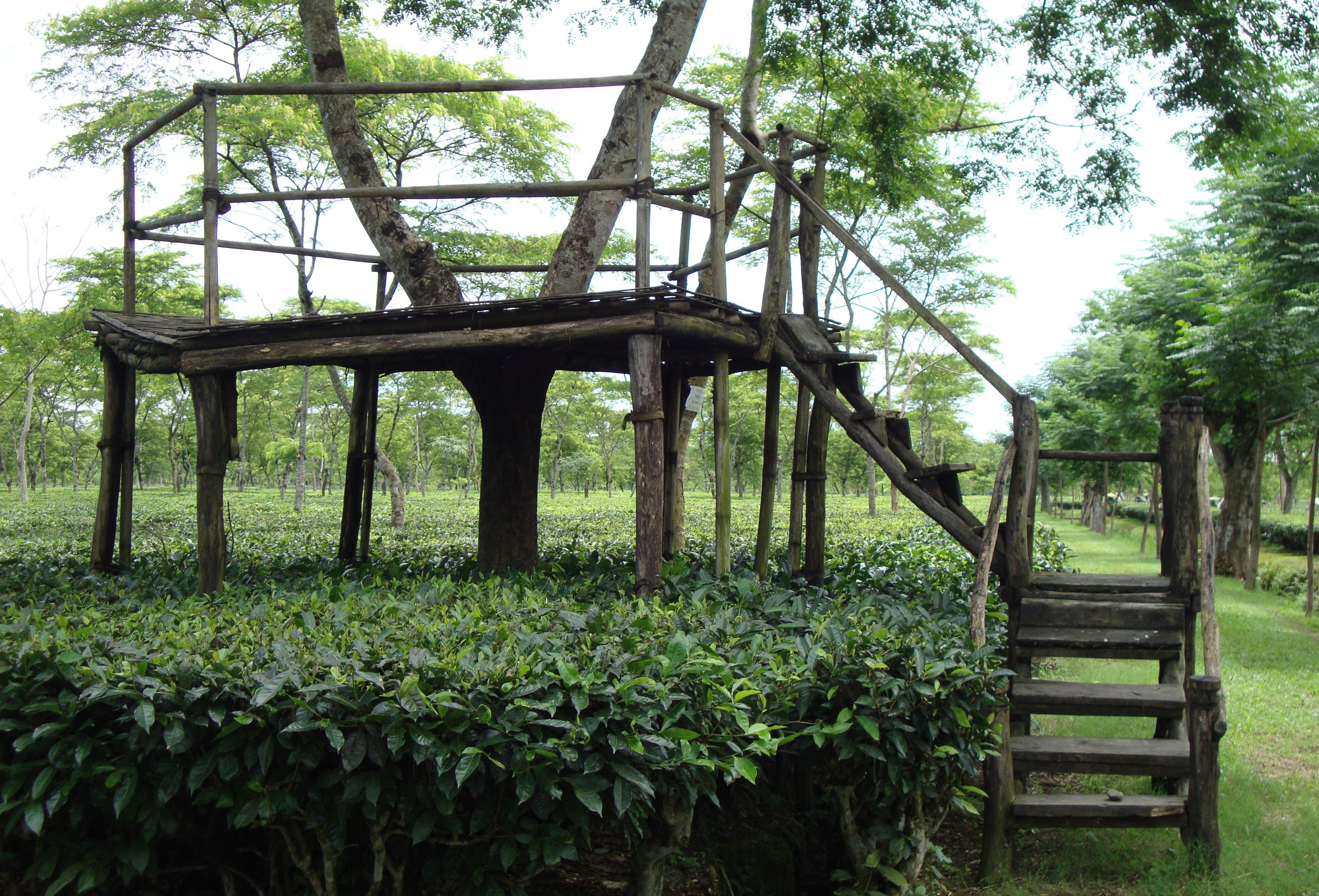 Tea Estate Assam