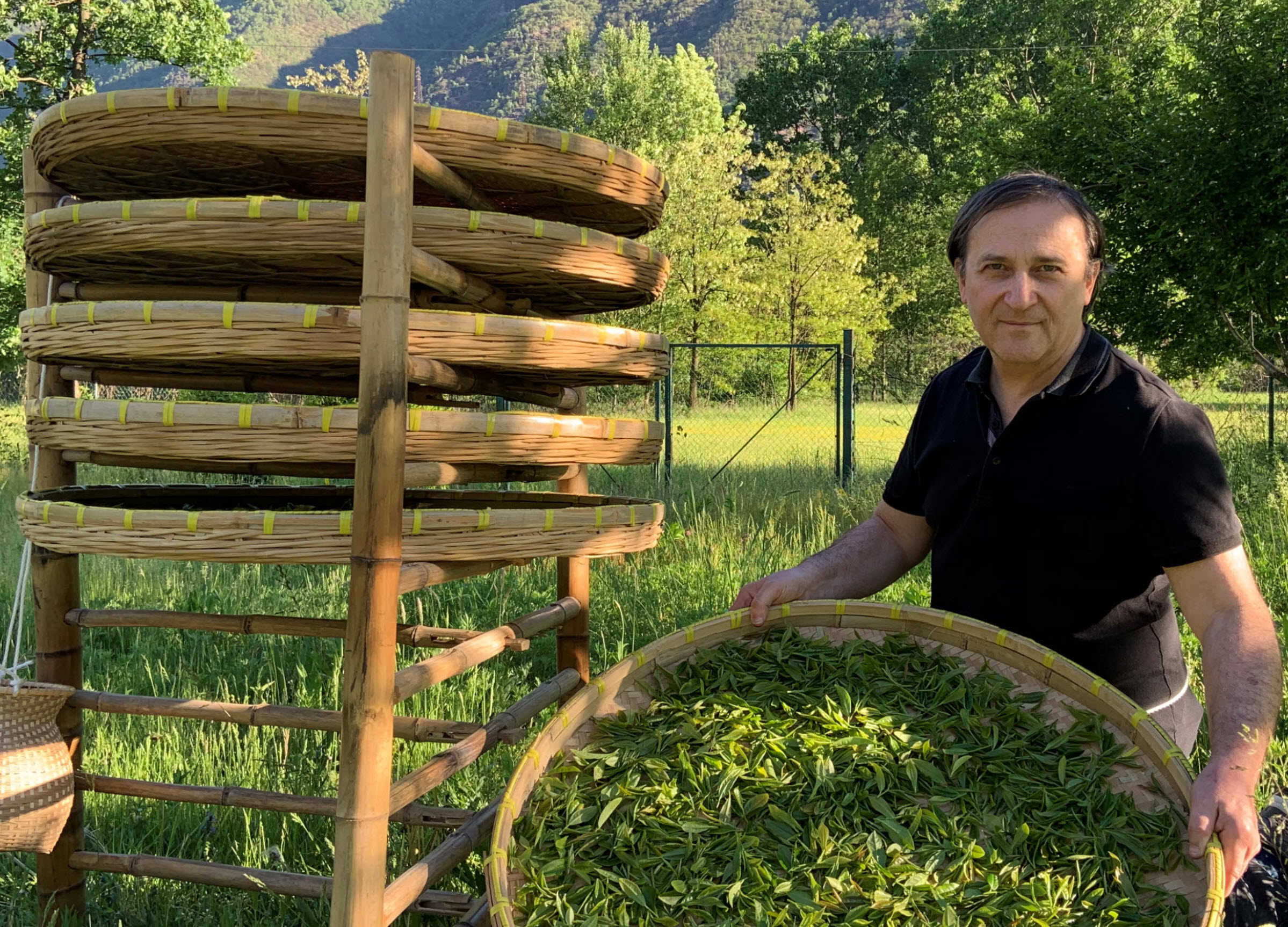 Marco Bertona: Building the Italian Tea Industry – Plant by Plant ...