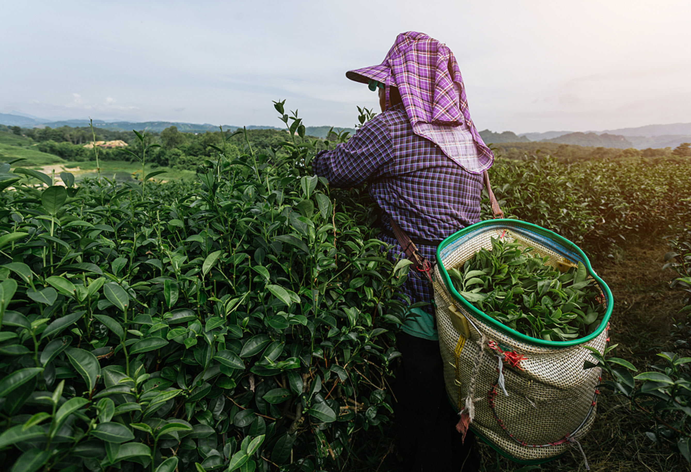 Fairtrade Sustainability Tea Farmers