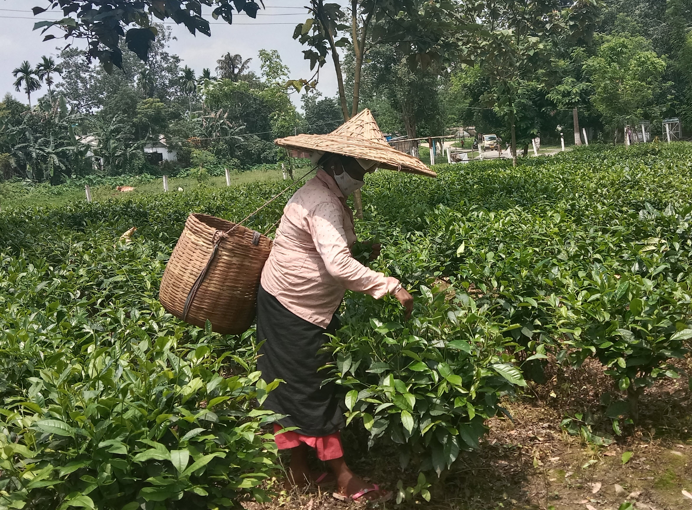 Assam Tea Workers Wages