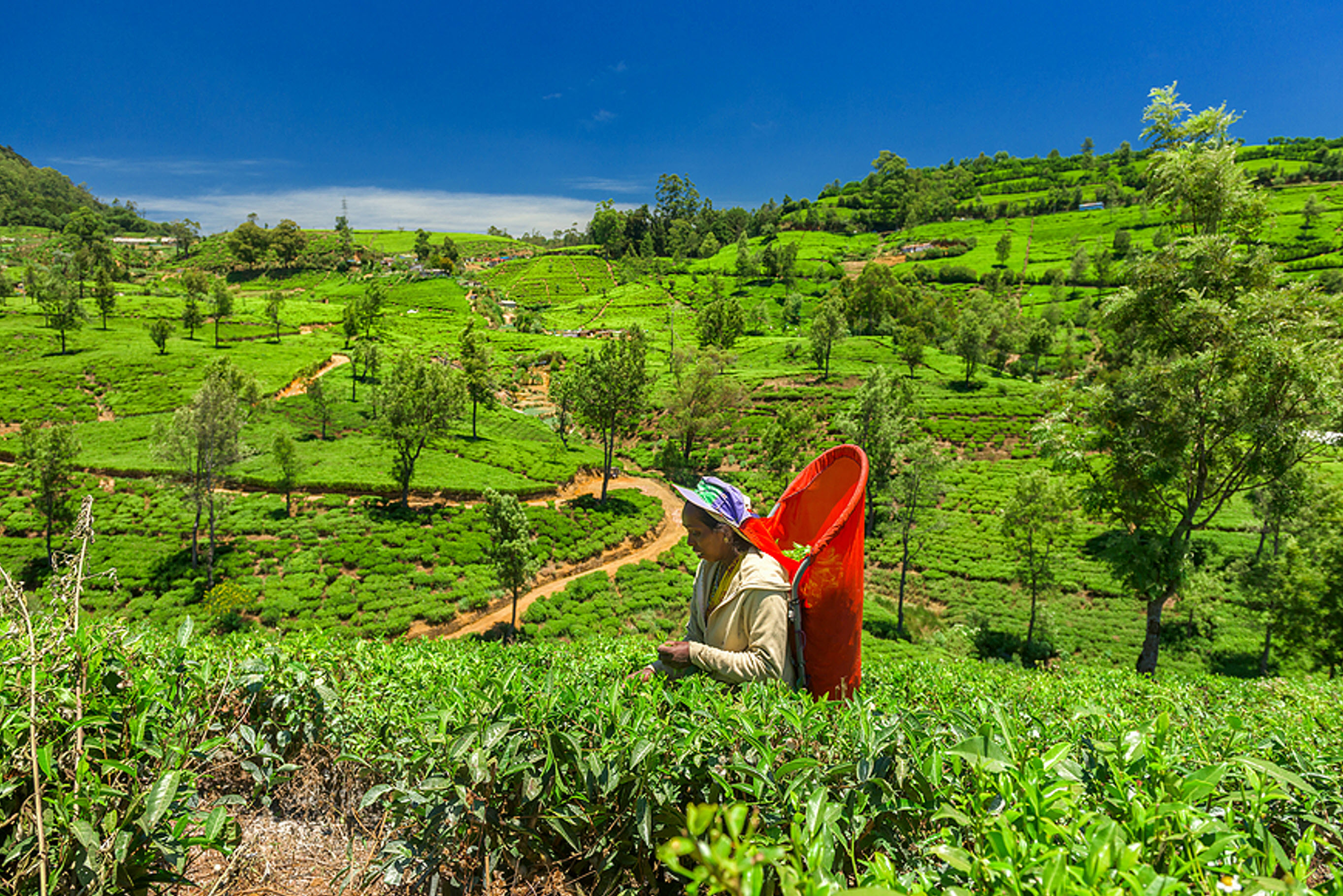 COP27 Fair Trade and Tea Farmers