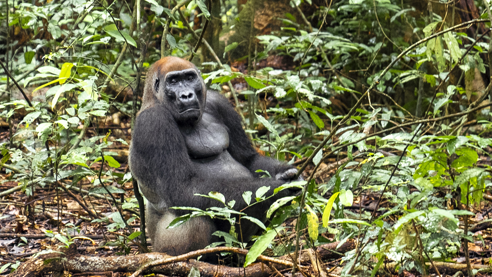 A gorilla in Loango national park