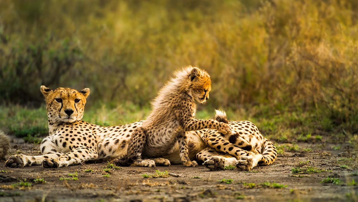 African Travel Inc Cheetah ConservationNamibia