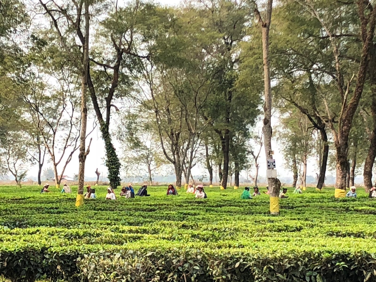 Assam-tea-workersjpeg