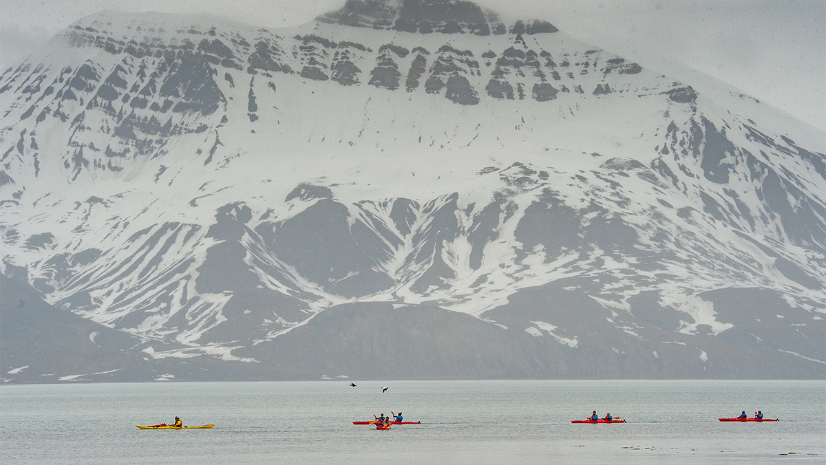 Bamsebu-Svalbard-HGR-146295- PhotoDrVerenaMeraldi