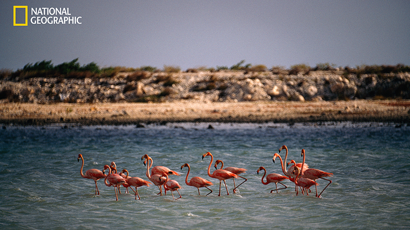 National Geographic photo of Bonaire and flamingos
