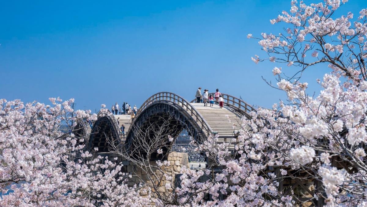 Cherry Blossoms near Kintaikyo Bridge