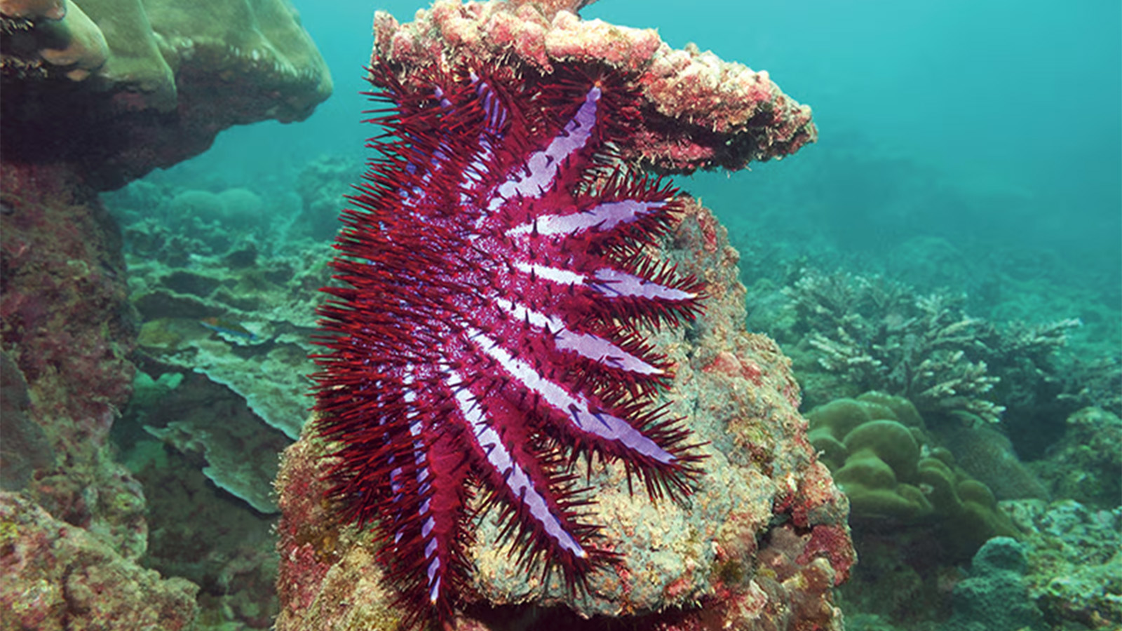 Crown of thorns starfish on coral