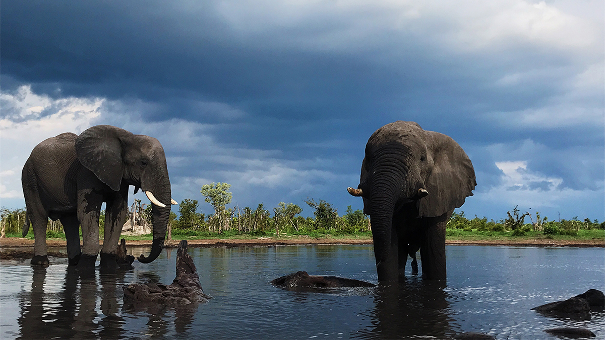Elephants in the Okavango Delta Botswana