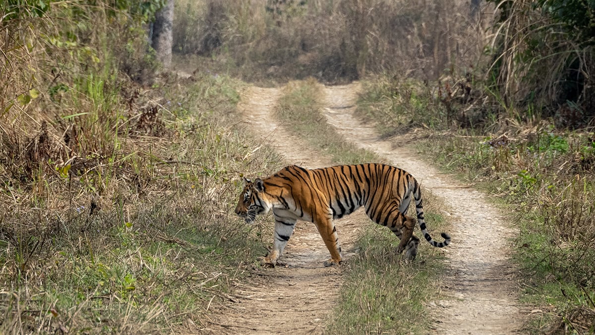 Bengal tiger in Chitwan National Park Nepal