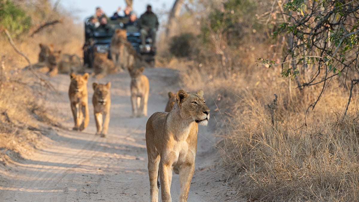 Lions in the foreground with safari Jeep behind